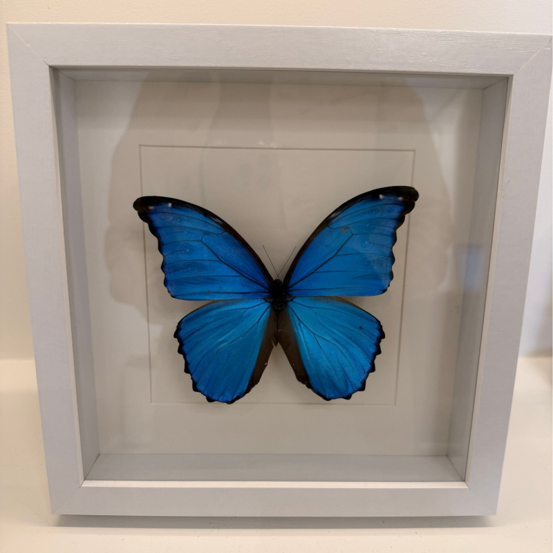 Blauwe Morpho vlinder in witte lijst