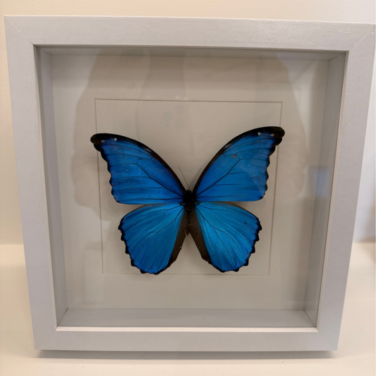 Blauwe Morpho vlinder in witte lijst