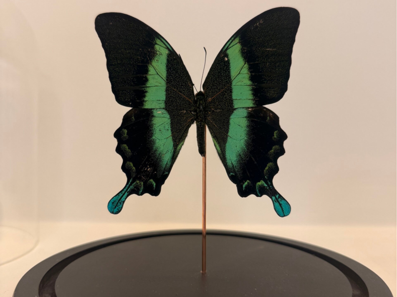 Papilio palinurus vlinder in glazen stolp