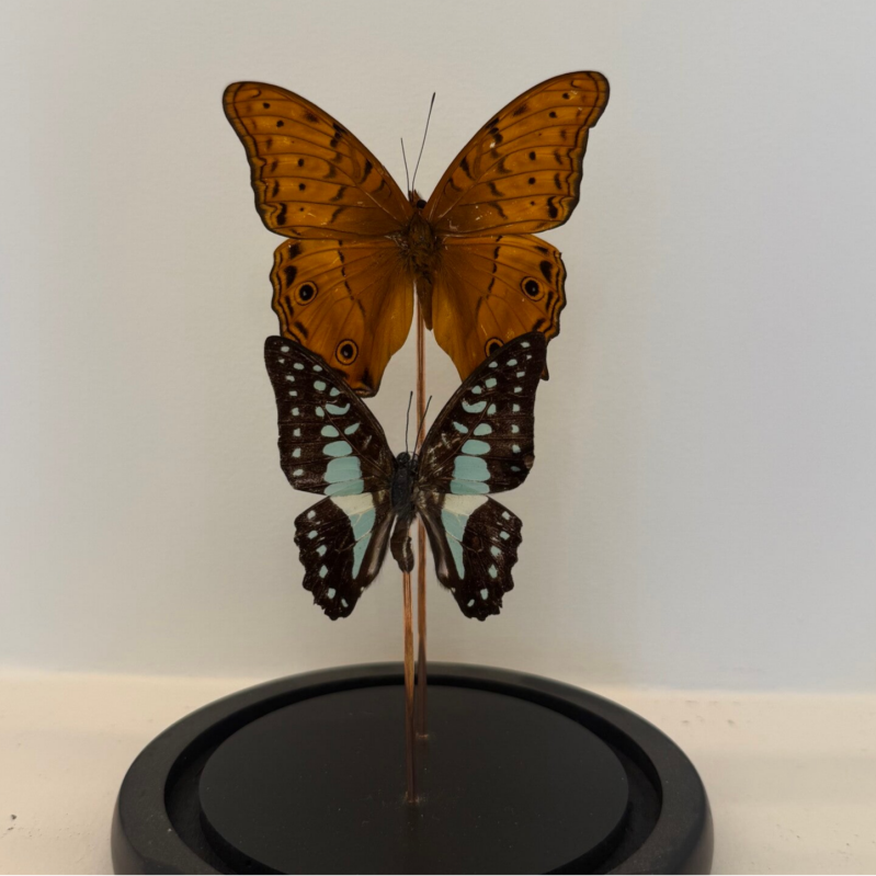 Vindula arsinoe & Graphium agamemnon vlinders in glazen stolp