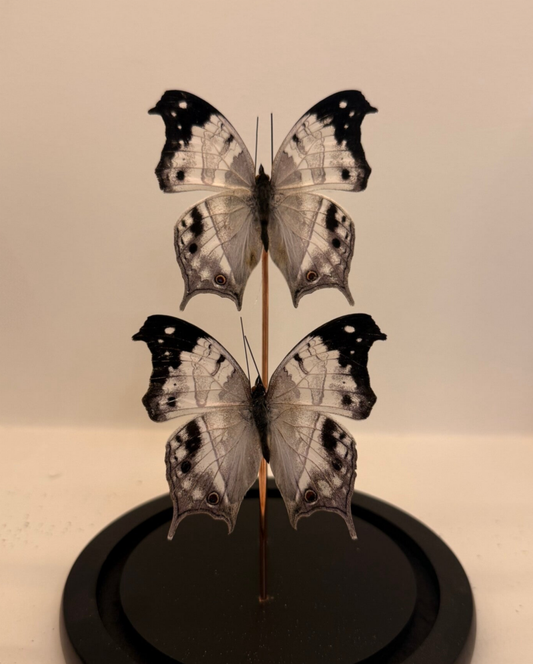 2 Salamis duprei vlinders in glazen stolp