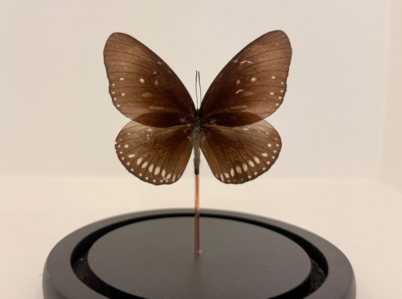 Euploea core In glazen stolp