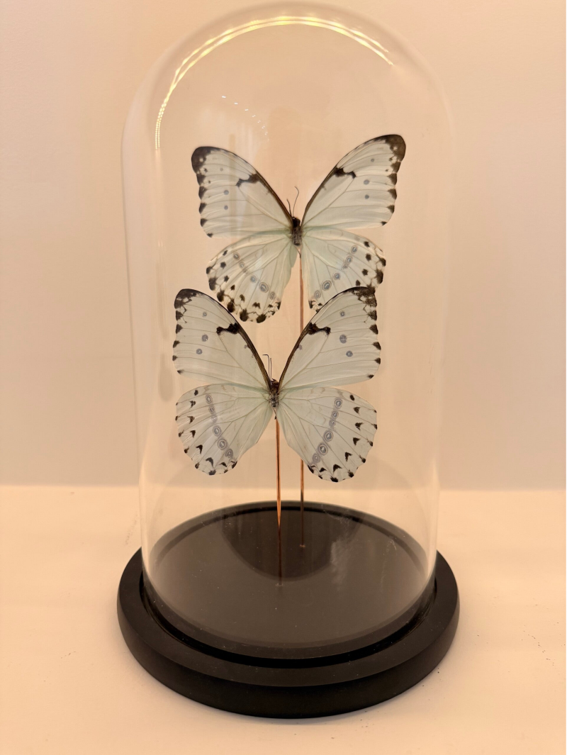 2 White Morpho vlinders in glazen stolp