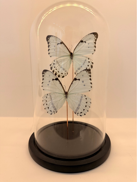 2 White Morpho vlinders in glazen stolp