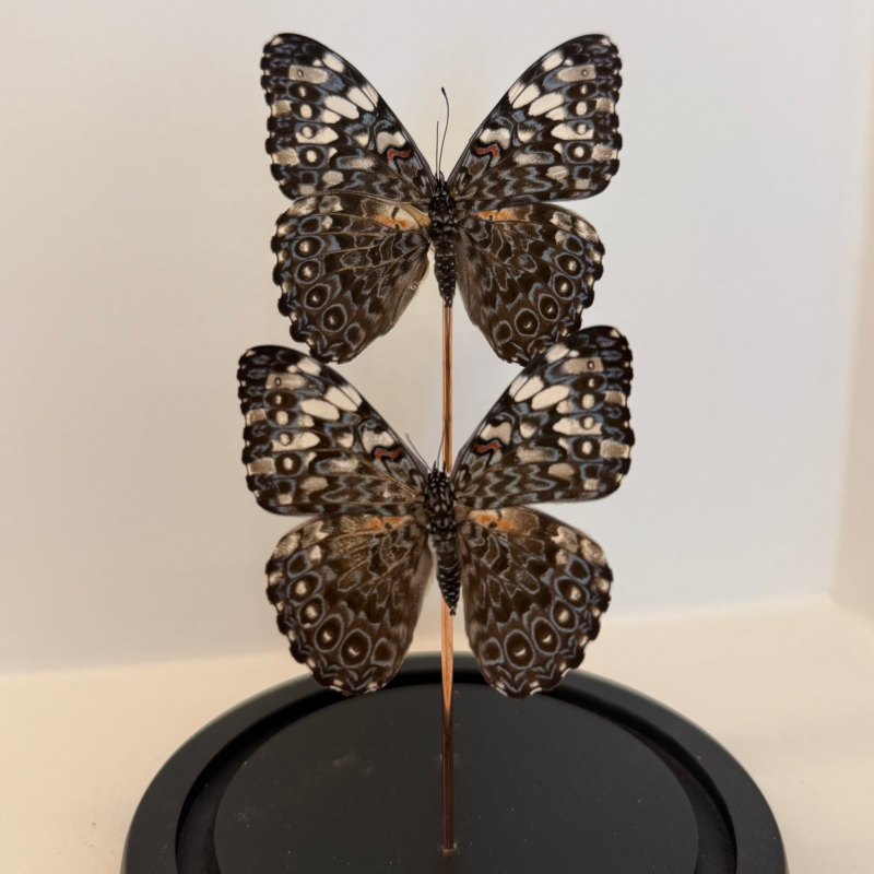 2 Hamadryas guatemalena vlinders in glazen stolp