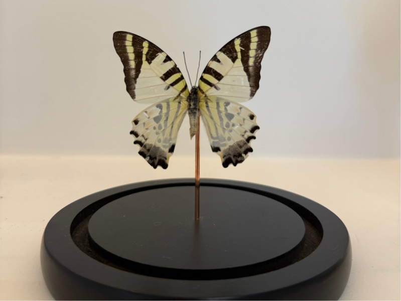 Graphium angolanus vlinder in glazen stolp