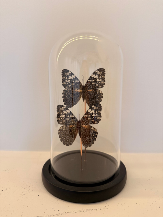 2 Hamadryas guatemalena vlinders in glazen stolp