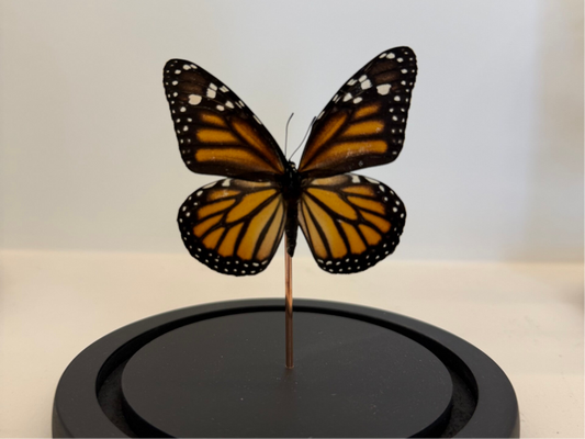 Danaus chrysippus vlinder in glazen stolp