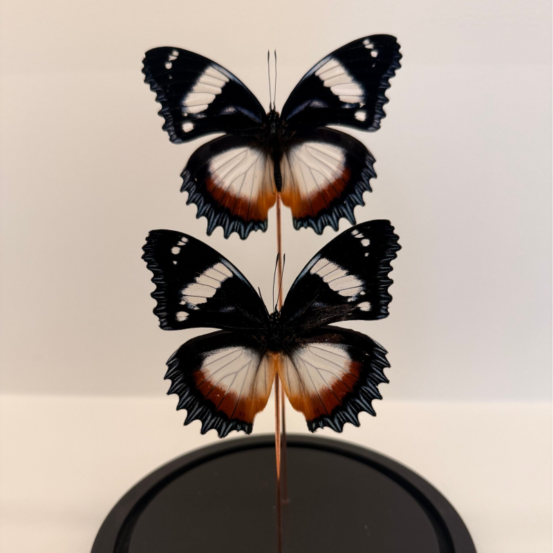 2 Hypolimnas dexithea vlinders in glazen stolp