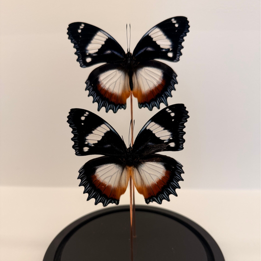 2 Hypolimnas dexithea vlinders in glazen stolp