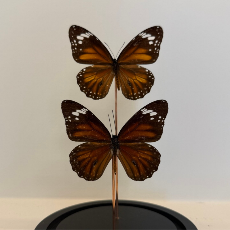 2 Danaus chrysippus vlinders in glazen stolp