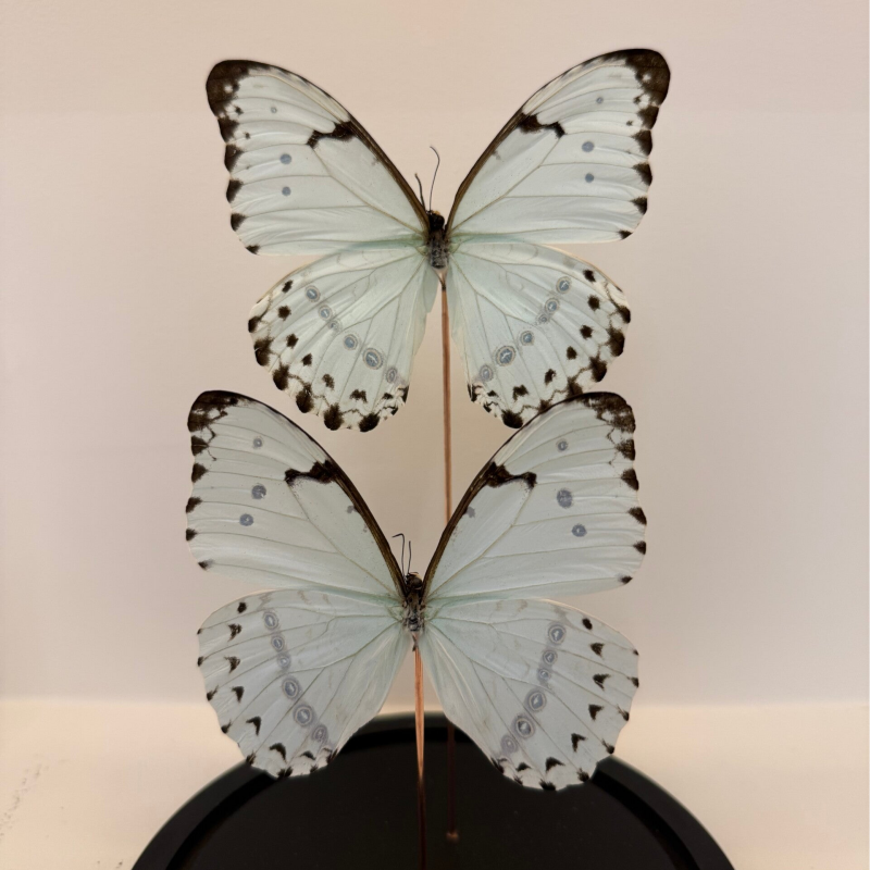 2 White Morpho vlinders in glazen stolp