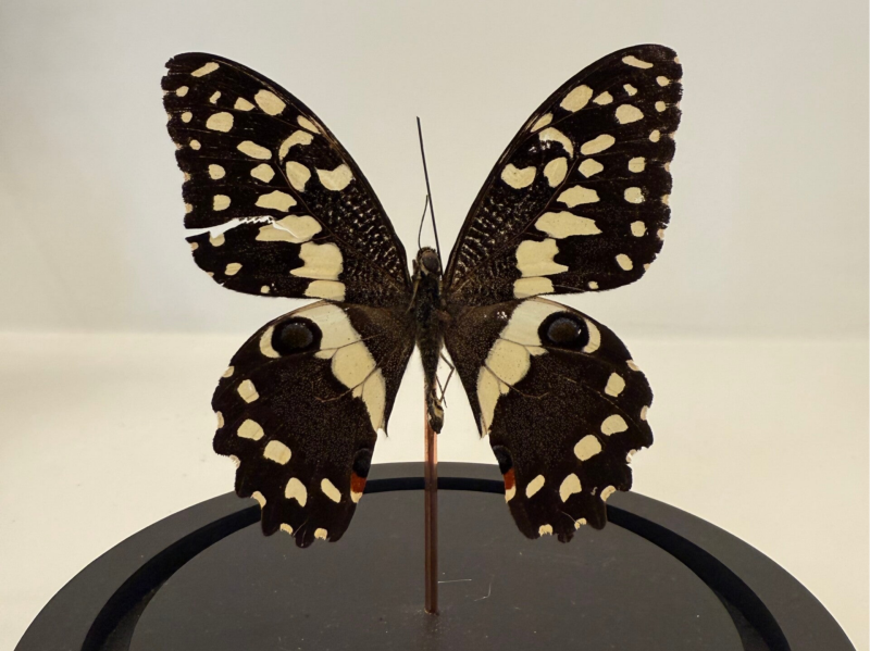 Papilio demoleus vlinder in glazen stolp