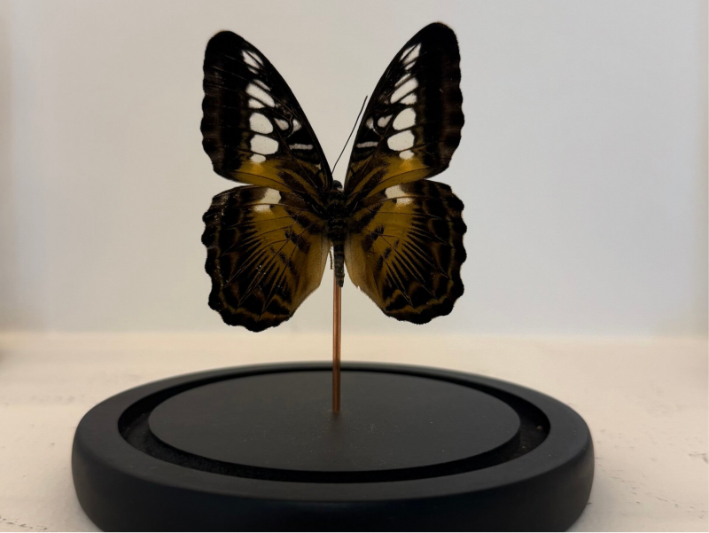 Parthenos sylvia vlinder in glazen stolp