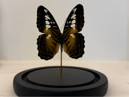 Parthenos sylvia vlinder in glazen stolp