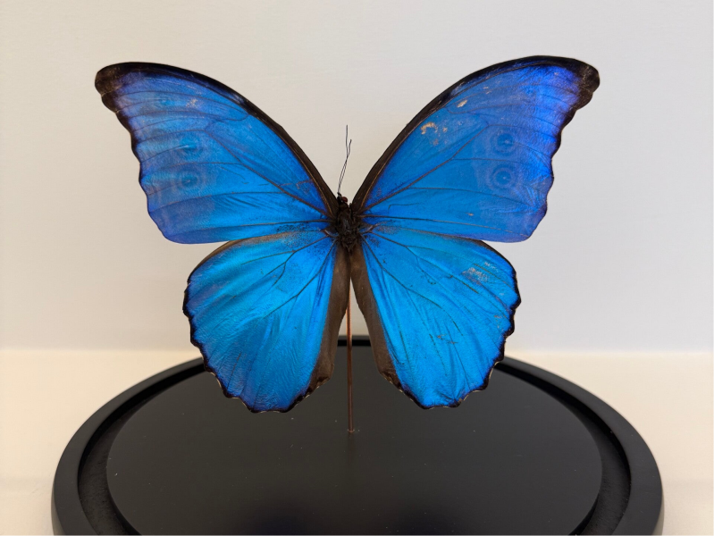 Blauwe Morpho vlinder in glazen stolp