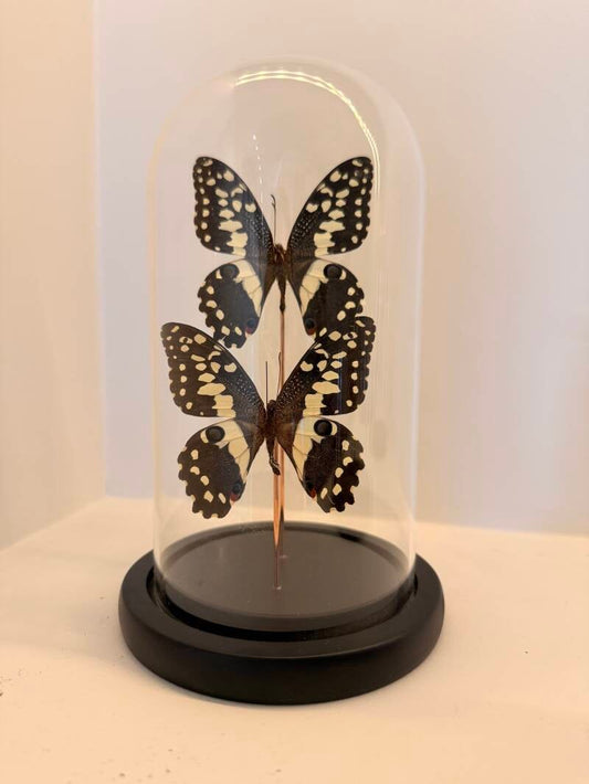 2 Papilio demoleus vlinders in glazen stolp
