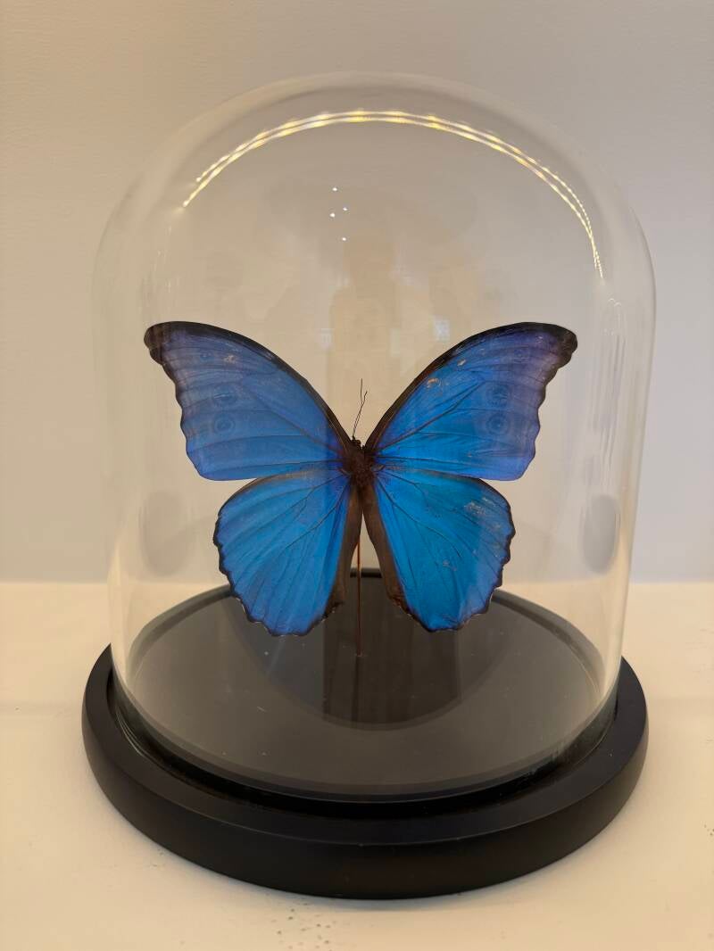Blauwe Morpho vlinder in glazen stolp