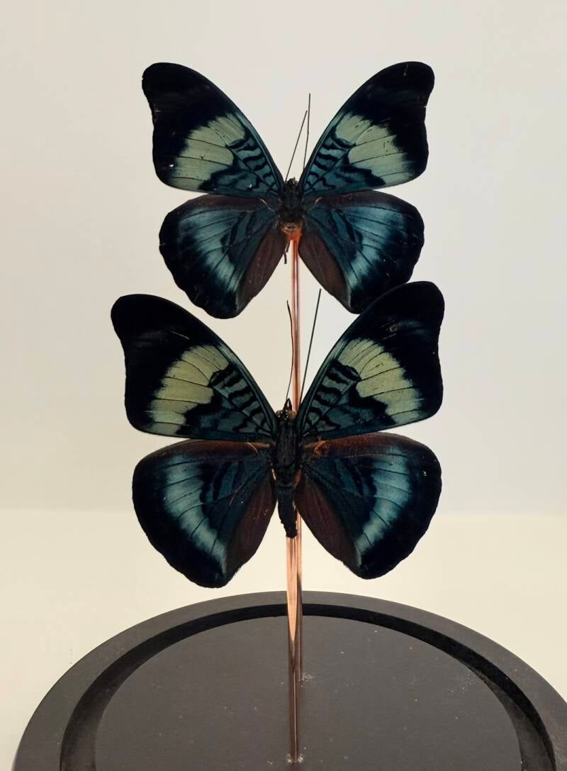 2  Prepona laertes vlinders in glazen stolp