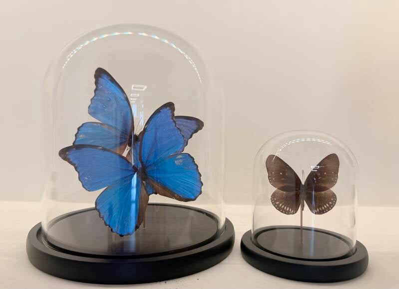 2 Blauw Morpho vlinders in glazen stolp