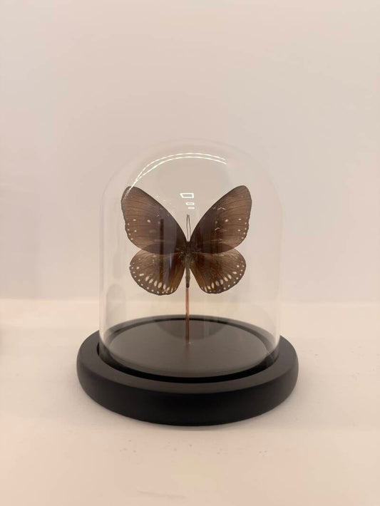 Euploea core In glazen stolp