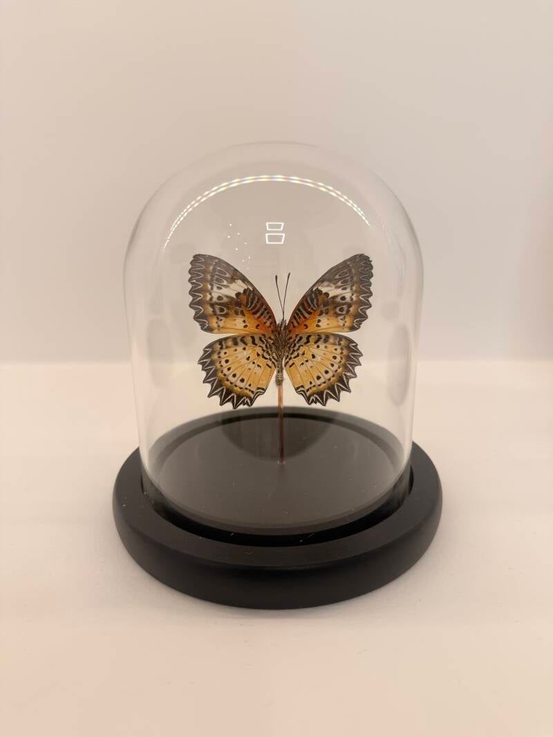 Cethosia biblis vlinder in glazen stolp