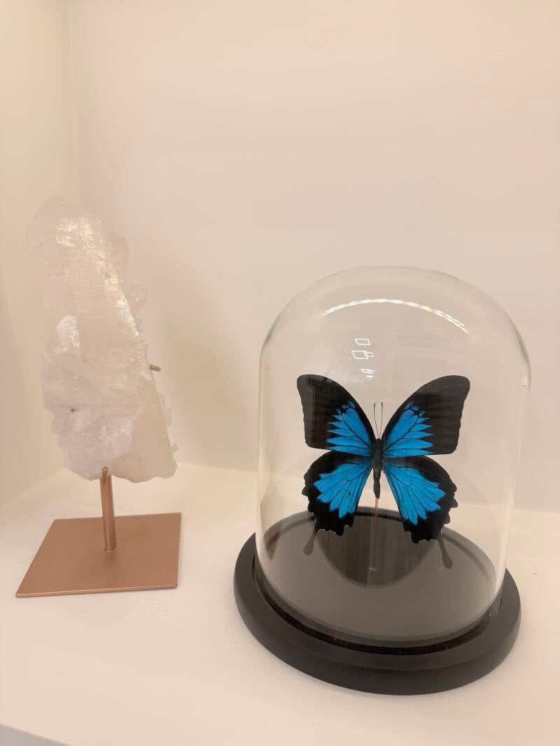 Papilio ulysses vlinder in glazen stolp