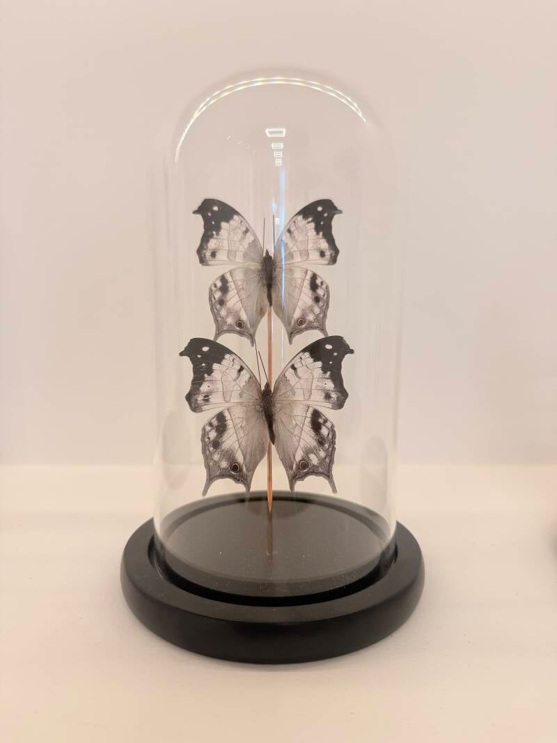 2 Salamis duprei vlinders in glazen stolp