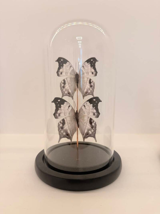 2 Salamis duprei vlinders in glazen stolp