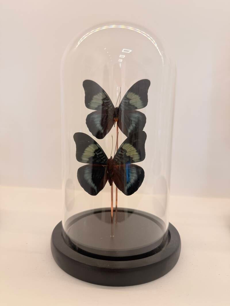 2  Prepona laertes vlinders in glazen stolp